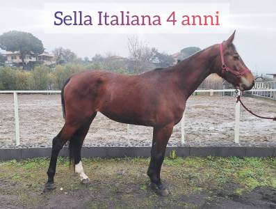 Puledra sella italiana 4 anni