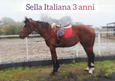 Puledra sella italiana 3 anni