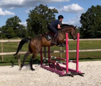 Magnifique trotteur français 6ans polyvalent.