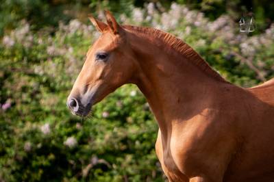 Adorable pouliche pure race espagnole