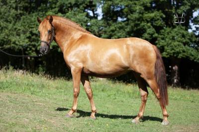 Adorable jument pure race espagnole