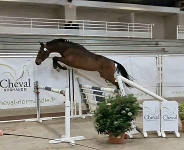 Jeune cheval par armitage boy 