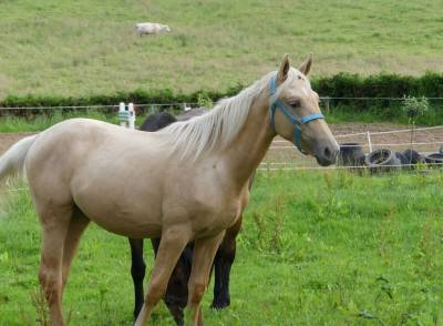 Cheval palomino 