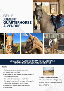 Belle jument quarterhorse à vendre