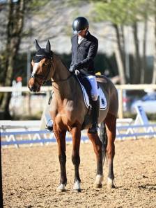 Hongre - 10 ans - dressage / cci**