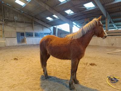 Ponette d pfs 3ans par champagne d'ar cus x don juan