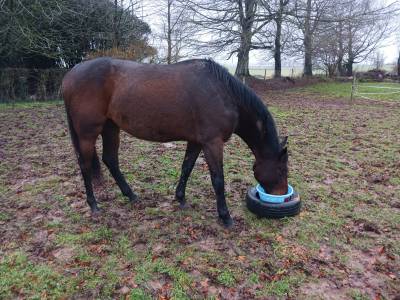 Poulinière 4 ans à vendre 