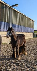 Poulain irish cob 