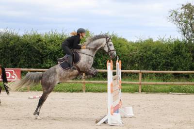 Hongre de 7 ans pour faire amateur élite 