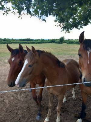 Poney welsh de 4 ans