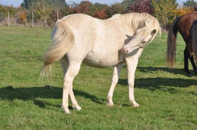 Poulinière quarter horse plein papier perlino/crème