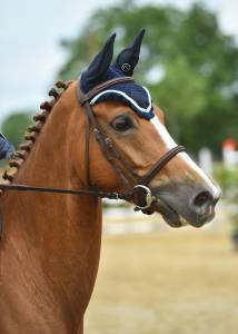 Hongre 13 ans transition poney cheval