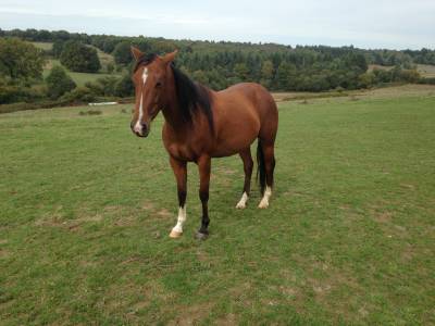 Jument paint horse à placer 