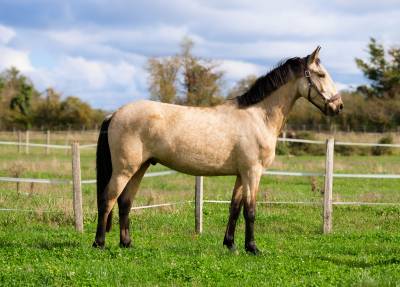 Hongre - 3 ans  dressage 