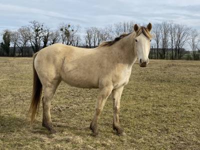 Vente jument creme, 9ans  poulinière