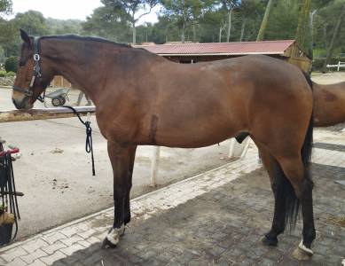 Hongre 1m85 dressage/cso amateur 