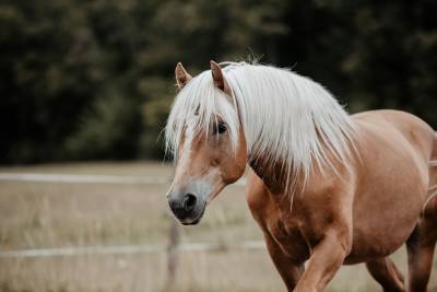 Etalon haflinger approuvé - vente ou location