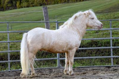 Etalon shetland cremello - vente ou location