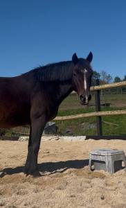 New forest poney