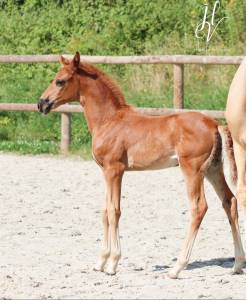 Pouliche kwpn vitalis x baron x furstentern