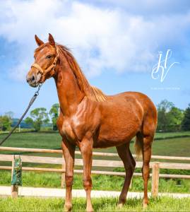 Pouliche kwpn vitalis x baron x furstentern