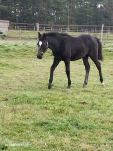 Poney francais de selle 