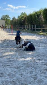 Poney pottock pour loisir 