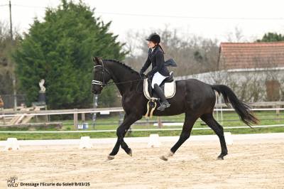 Kwpn 5 ans top origine dressage