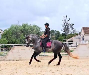 Cavalière maison / enseignement 