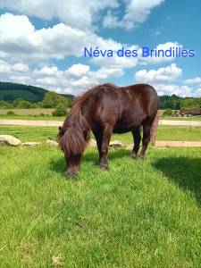 Poneys taille a