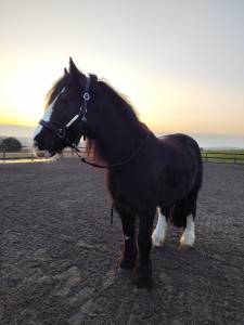 Prince irish cob 10 ans 