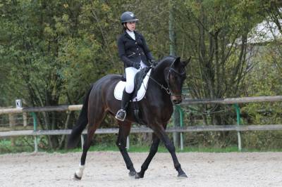 Très joli - hongre - selle francais - 8 ans - dressage 