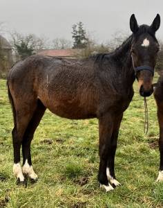 Pouliche sf ( controe  x champs elysees x le tot)