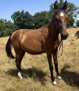 Pouliche sf ( controe x champs elysees x le tot)
