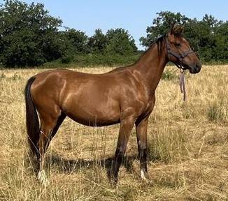 Potranca silla francés en venta 2024 bayo por controe