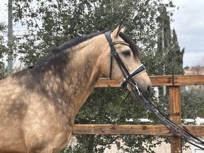 Venta caballo bayo cde doma 