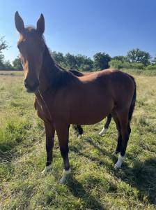 Potranca silla francés en venta 2024 bayo