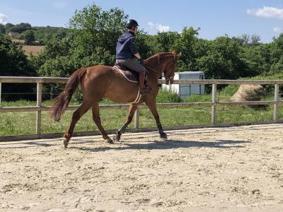 Hongre 6 ans selle français