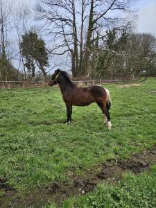 Poney oc homozygote pie tobiano