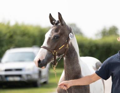 Poney d entier pfs 3 ans homozygote