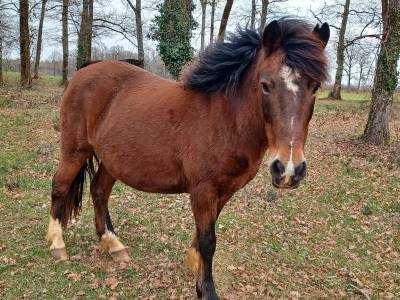 Ponette b poulinière 13 ans