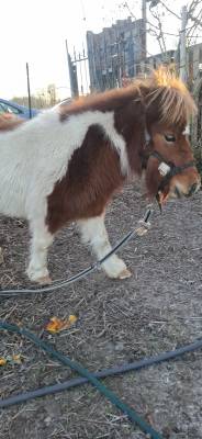 Ponette à vendre 