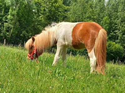 Poulain poney