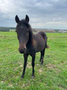 Poney plein potentiel 