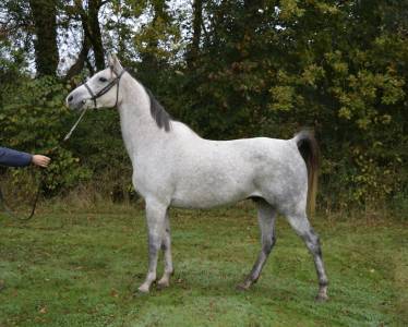 Superbe cheval gris de 8 ans , 157cm, plein papier