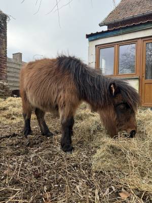 Mini Shetland femelle 9 mois