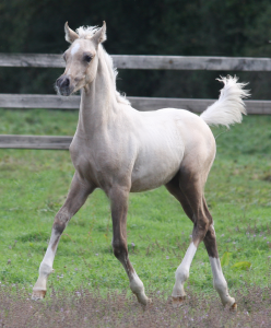 Splendide poulain dsa palomino