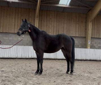 Welsh part bred 15 ans