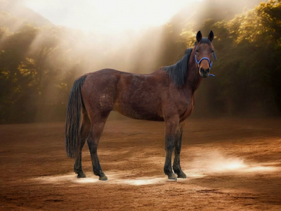 Gelding french trotter for sale 2020 bay