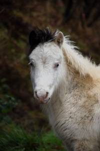 Poulain minihorse bmp, yeux bleus